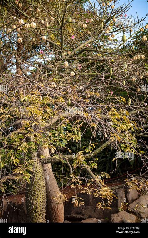 Strangely Beautiful Kapok Tree Ceiba Pentandra And Flowers Stock