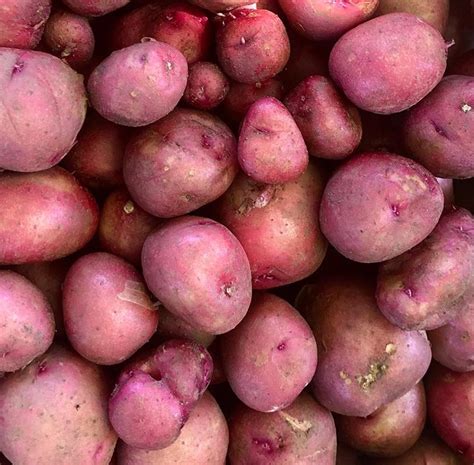 Red La Soda Potatoes 5 Lb Bag San Francisco Mariquita Farm