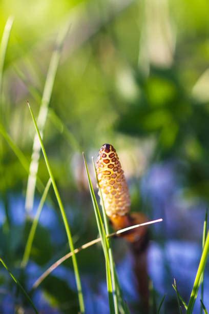 70+ Marestail Weed Stock Photos, Pictures & Royalty-Free Images - iStock