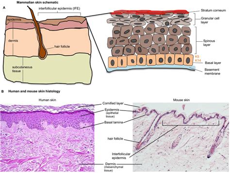 4 Structure Of Mammalian Skin Epidermis A Schematic Diagram Of