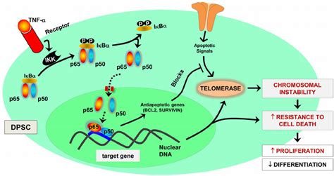 Signaling pathway downstream of inflammatory mediator (TNF- a ... 