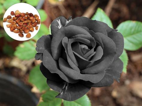 Black Rose Seeds