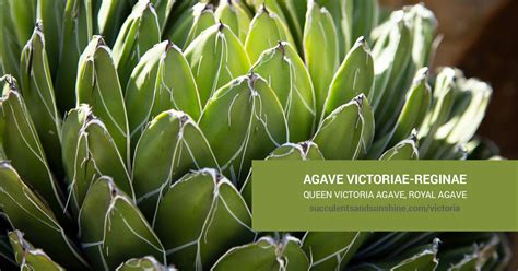 Agave Victoriae Reginae Queen Victoria Agave Royal Agave