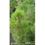 Pinus Nigra Pyramidalis Sosna Czarna Pyramidalis Szczep Bry A