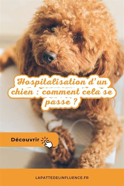 Comment Se Passe L Hospitalisation D Un Chien Artofit