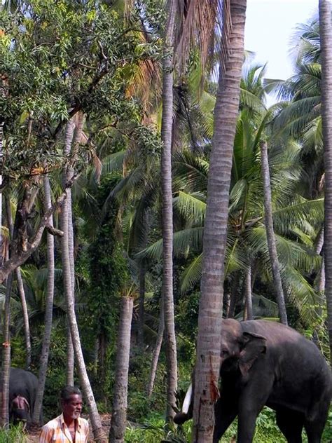 Keats The Sunshine Girl: The Elephant Sanctuary,Guruvayur, Kerala