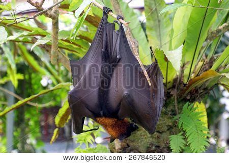 Megabat - Image & Photo (Free Trial) | Bigstock