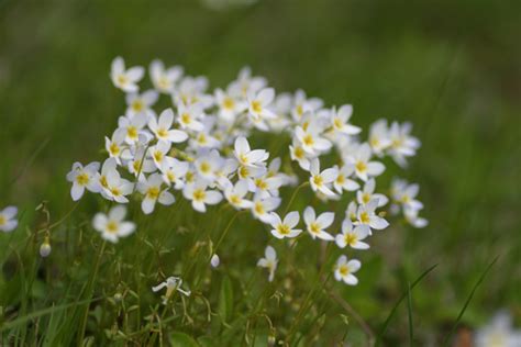 Fleurs Palli Science Site Officiel De Formation En Soins