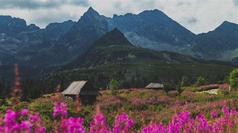 Tatry Hala Gąsienicowa pokryła się fioletem To nie krokusy Jaki