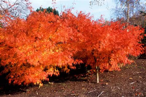 10 acers to grow | Garden makeover, Garden inspiration, Acer palmatum