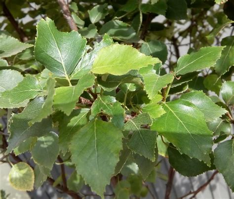 Brzoza Brodawkowata Magical Globe Betula Pendula Ogrodniczy Sklep