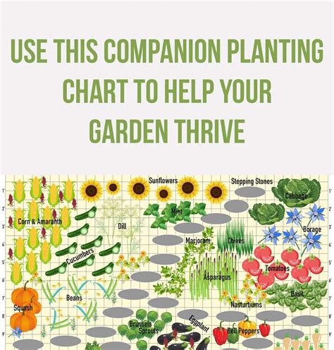 Planting Your Veggies Next To Their Friends Can Improve Yield Nutrient Content And Flavor