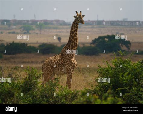 A giraffe is seen in Nairobi National Park in Nairobi, Kenya, during a ...