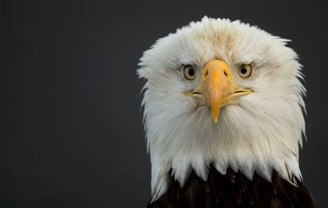 Bald Eagles Of Alaska Danny Green Photography