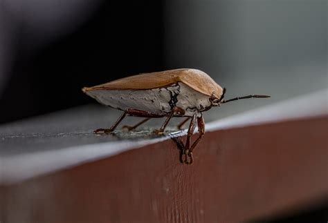 Lychee Stink Bug Siem Reap Cambodia Reinier De Rooie Flickr