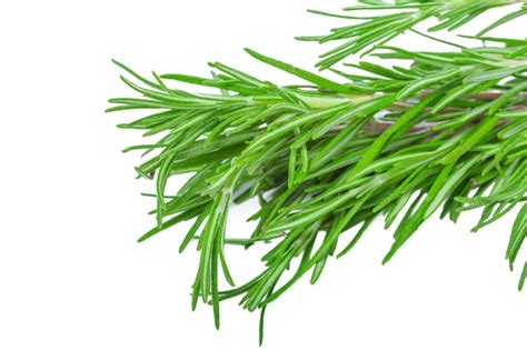 Premium Photo Fresh Rosemary Bunch Isolated On White Background