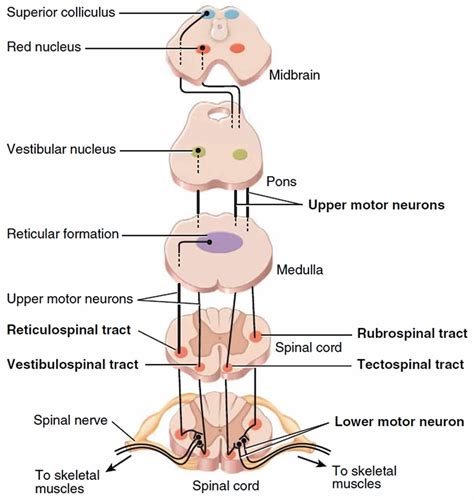 Upper Motor Neuron Definition Disease Upper Motor Neuron Signs Symptoms