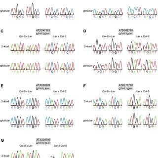 Allele Specific Expression Analysis Of Confirmed Megs And The Peg In