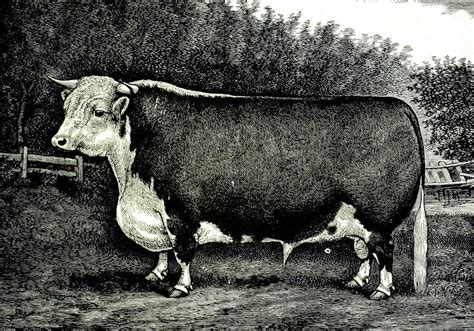 Hereford Bull Painting By Fredrich Sprecht Fine Art America