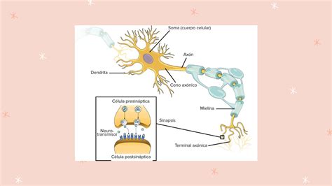 Solution Sistema Nervioso Y Neurona Studypool