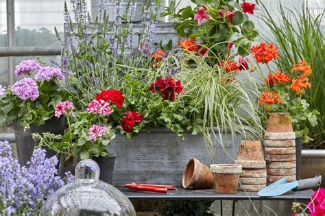 Pelargonie kwiaty idealne na balkon co posadzić przy pelargonii