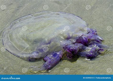 Jellyfish With Stinging Tentacles On The Beach 3 Stock Photo Image Of