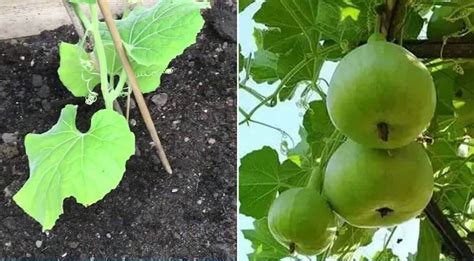 Apple Gourd Cultivation Step By Step Guide To Grow Tinda