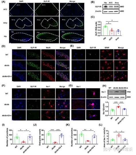 第四军医大学药学系刘水冰与马雪课题组揭示GLP 1受体通过调控小胶质细胞线粒体自噬缓解糖尿病小鼠抑郁样行为 知乎
