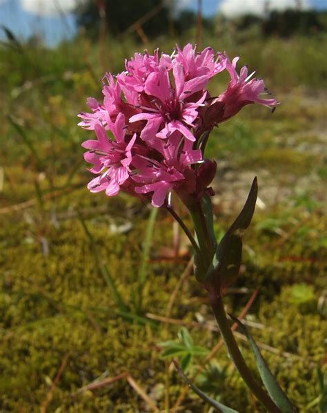 Flower Gallery Caryophyllaceae F30a6800