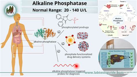 Alkaline Phosphatase Test Lab Tests Guide