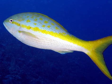 100 Yellowtail Snapper Wallpapers