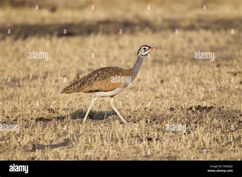 Northern White Bellied Bustard Eupodotis Senegalensis Adult Male