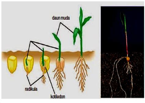 Tumbuhan Monokotil Dan Dikotil Disertai Penjelasannya Tradisi