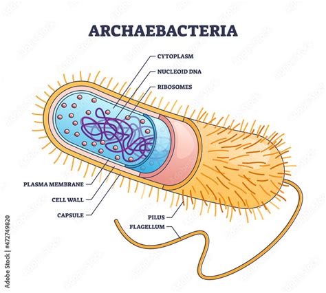 Archaebacteria Inner And Outer Anatomical Bacteria Structure