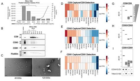 Characterization of Human Cancer Cell Line Extracellular Vesicles. (A ... 