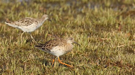 Calidris Pugnax Ruff Kemphaan Arkemheen Polder Nijkerk Flickr