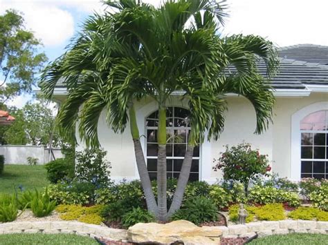 Foxtail Palm Trees In Your Yard Palm Trees Landscaping Florida