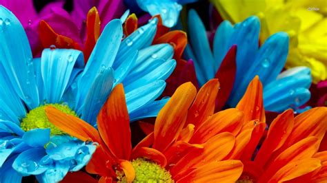 Bright Colored Wallpapers 65 Images