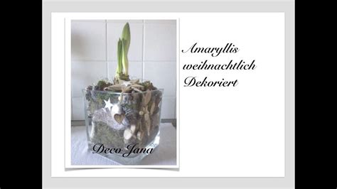 Diy Amaryllis Weihnachtsdeko Edel Und Dekorativ How To Deko Jana