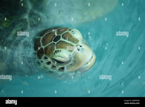 Sattahip Naval B Hi Res Stock Photography And Images Alamy