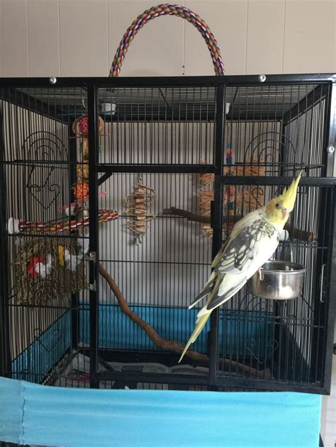 cockatiel cage | Cockatiel cage, Pet bird cage, Large bird cages