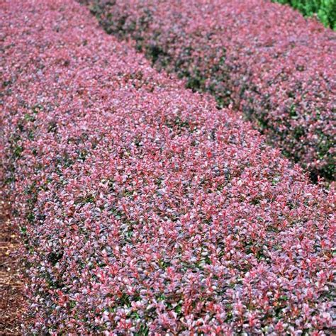 Crimson Pygmy Barberry Shrub Shrubs Green Velvet Boxwood Natural