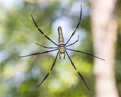 Nephila Pilipes Picture Insect