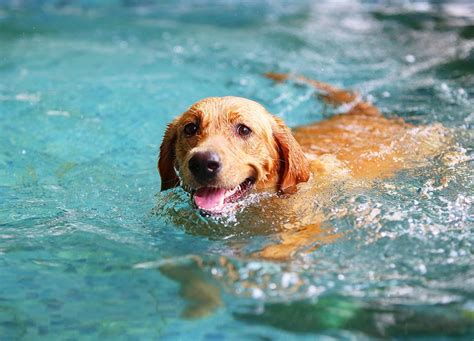 Can Puppies Swim In A Pool