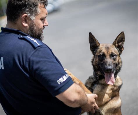 Nygus w Wielkopolskiej Policji To jednak nie żaden leń tylko piękny