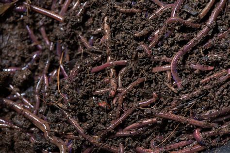 Eisenia Fetida Live Earthworms Vermicompost Fertilizers Loose At Rs