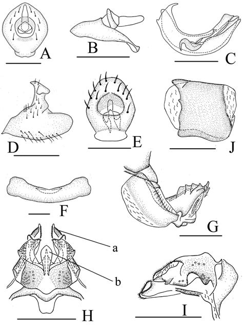 Neodurium Hamatum Wang Wang 2011 AD Male A Anal Segment Dorsal