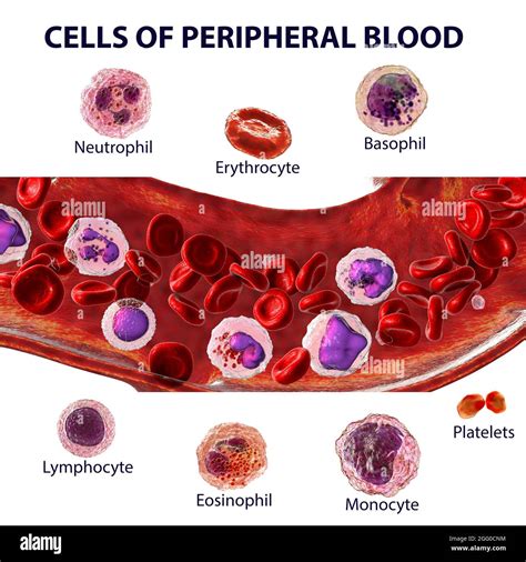 Labeled Neutrophil Diagram