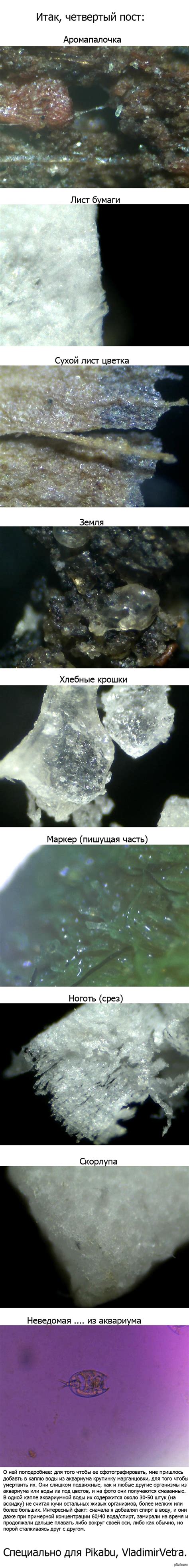 Фото микроскопом 4. | Пикабу