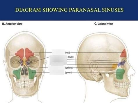 Paranasal Sinuses Diagram Quizlet